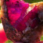 Natural Ruby Specimen – 215 Carat Untreated Ruby Crystal from Afghanistan